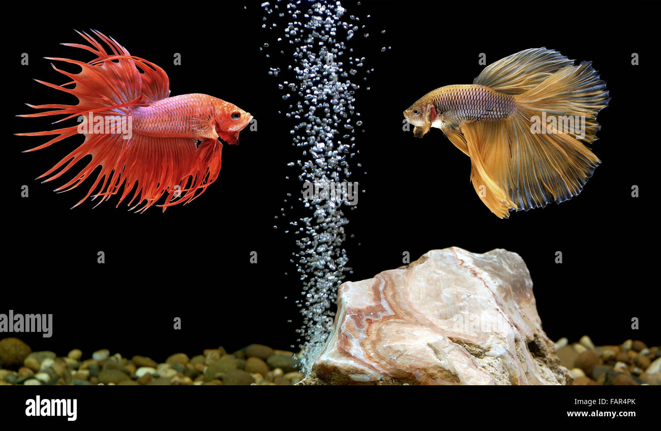 two betta fish, siamese fighting fish in aquarium Stock Photo