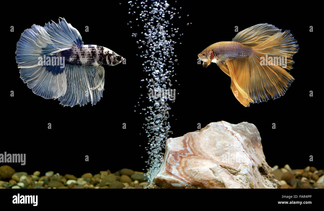 two betta fish, siamese fighting fish in aquarium Stock Photo