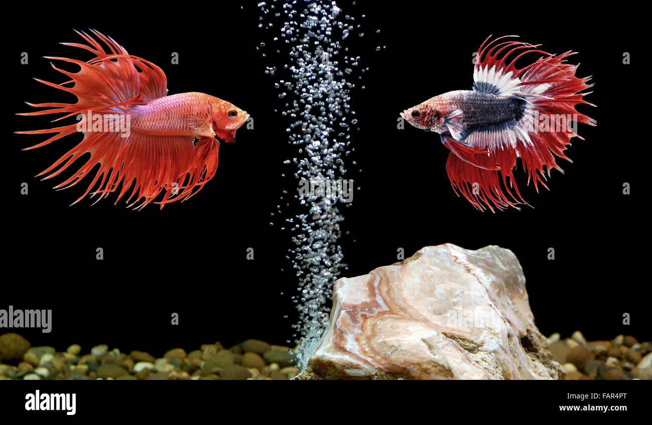 Two Fighter Fish Two Fighter Fish Fighting