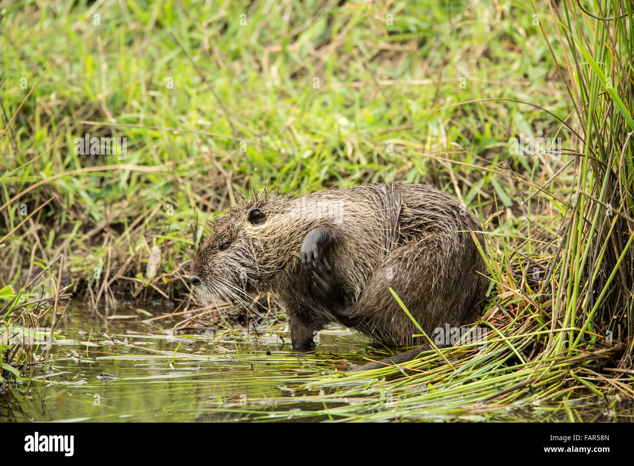 Nutria scratching itself in Ridgefield National Wildlife Refuge in Ridgefield, Washington, USA. Stock Photo