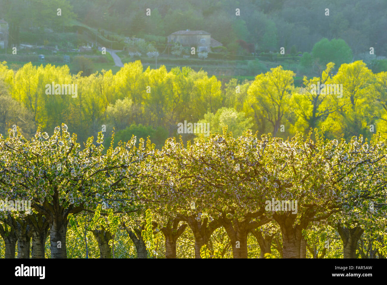 Cherry Orchard And Estate Provence France Stock Photo Alamy cherry-orchard-and-estate-provence-france-stock-photo-alamy