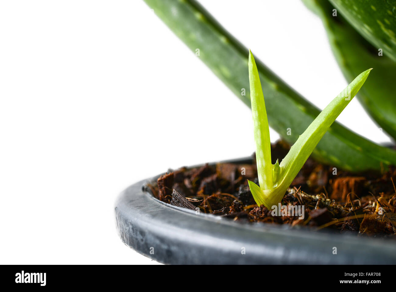 images of dracaena plants 7-10FT Dracaena 'Arborea' Single Stalk – Dahing Plants main image 0
