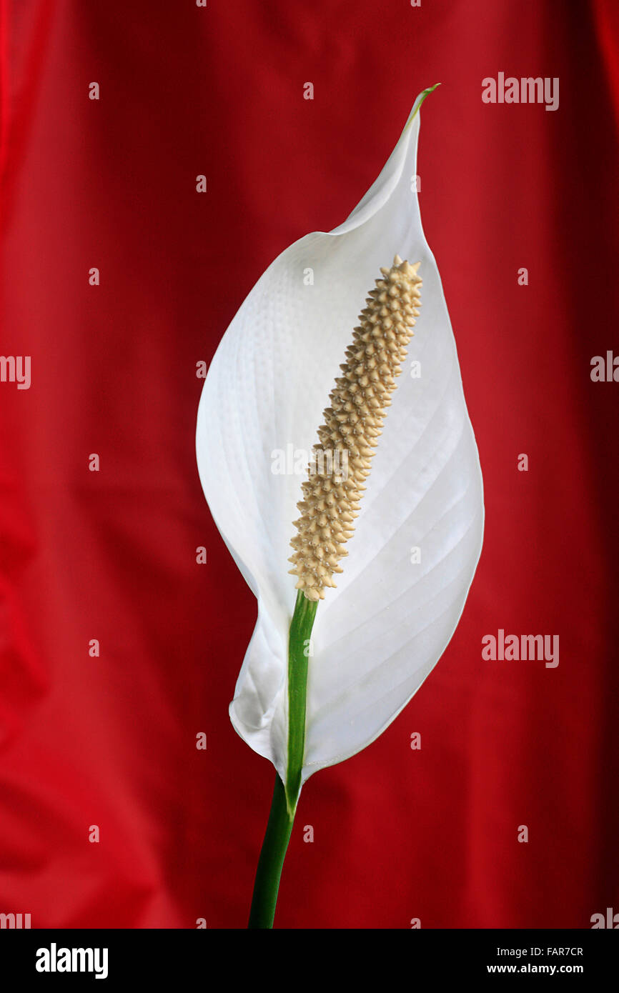 Red peace lily hires stock photography and images Alamy