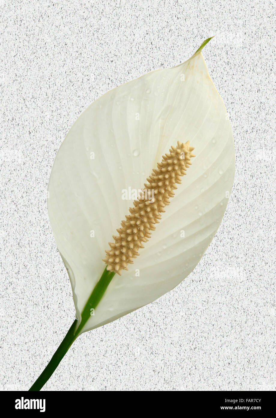 calla peace lily flower Stock Photo Alamy