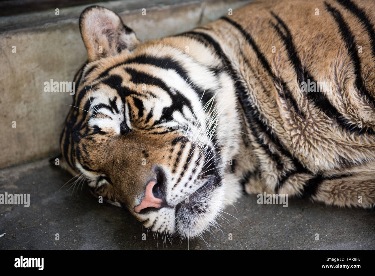 Tiger In Its Sleep Stock Photo - Alamy