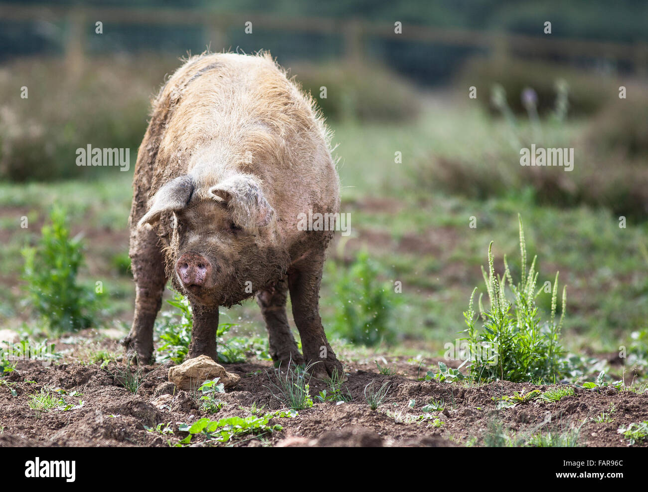 Muddy Pig in a field Stock Photo