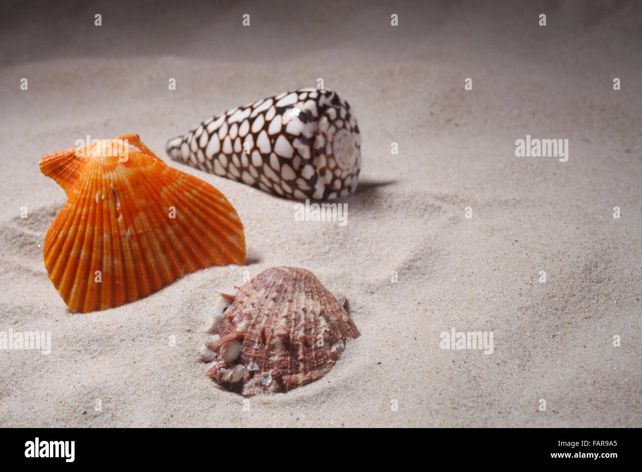 Rare seashells hi-res stock photography and images - Alamy
