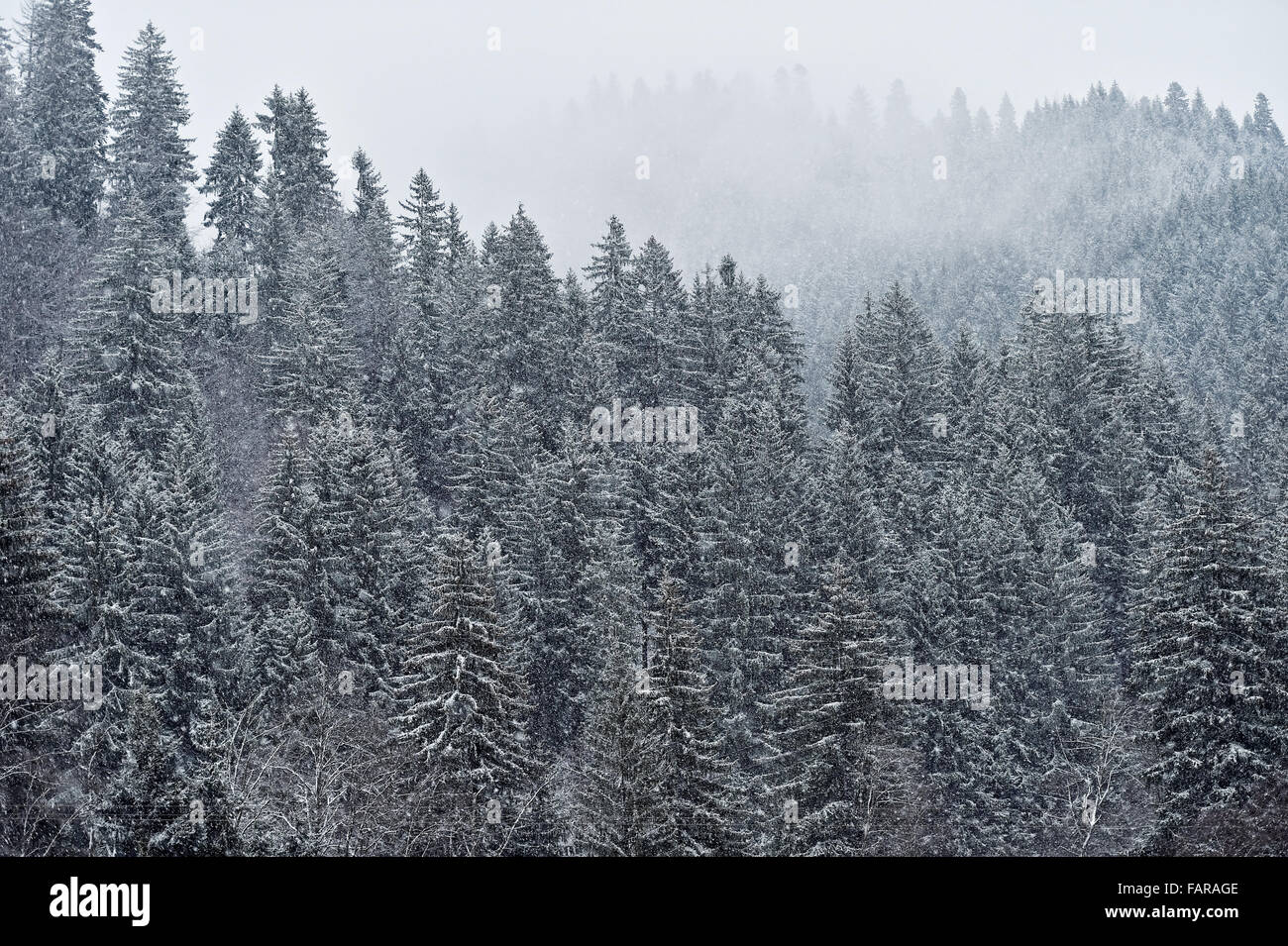 Winter scene with snowfall on a pine tree forest Stock Photo
