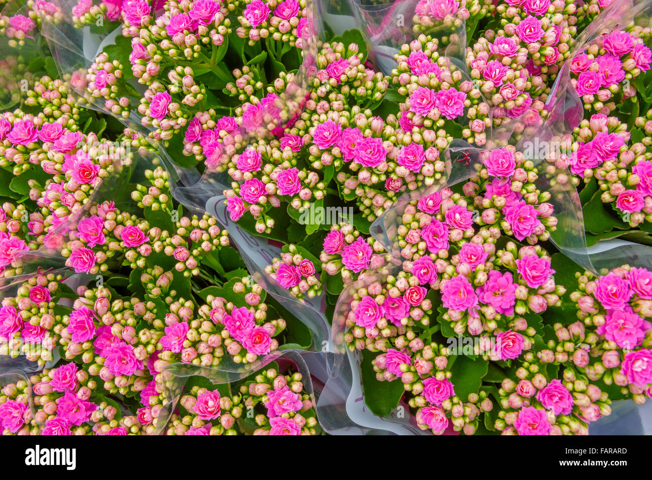 Outdoor flower market, Brugge, Belgium Stock Photo Alamy
