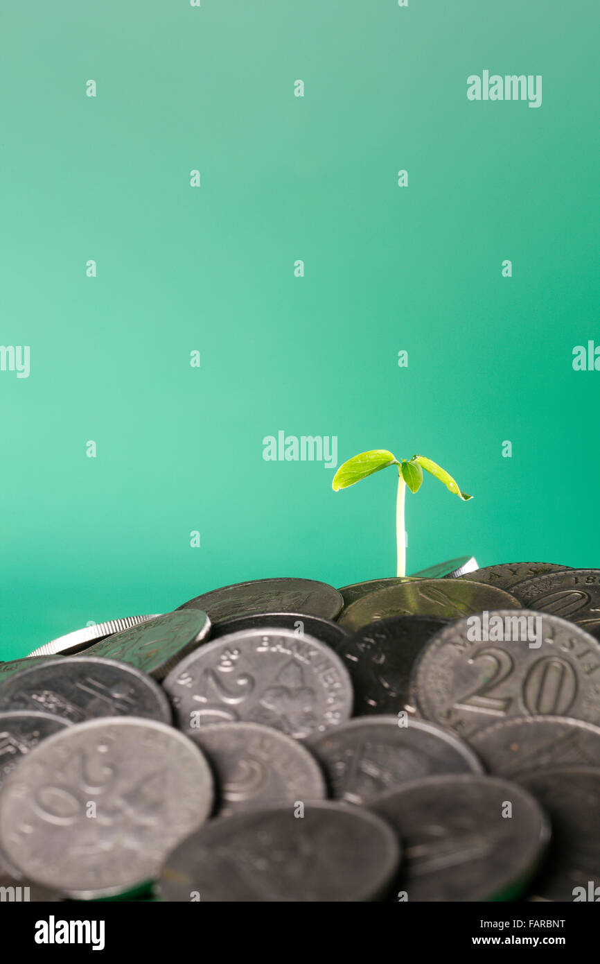 small plant growing from the heap of coin Stock Photo