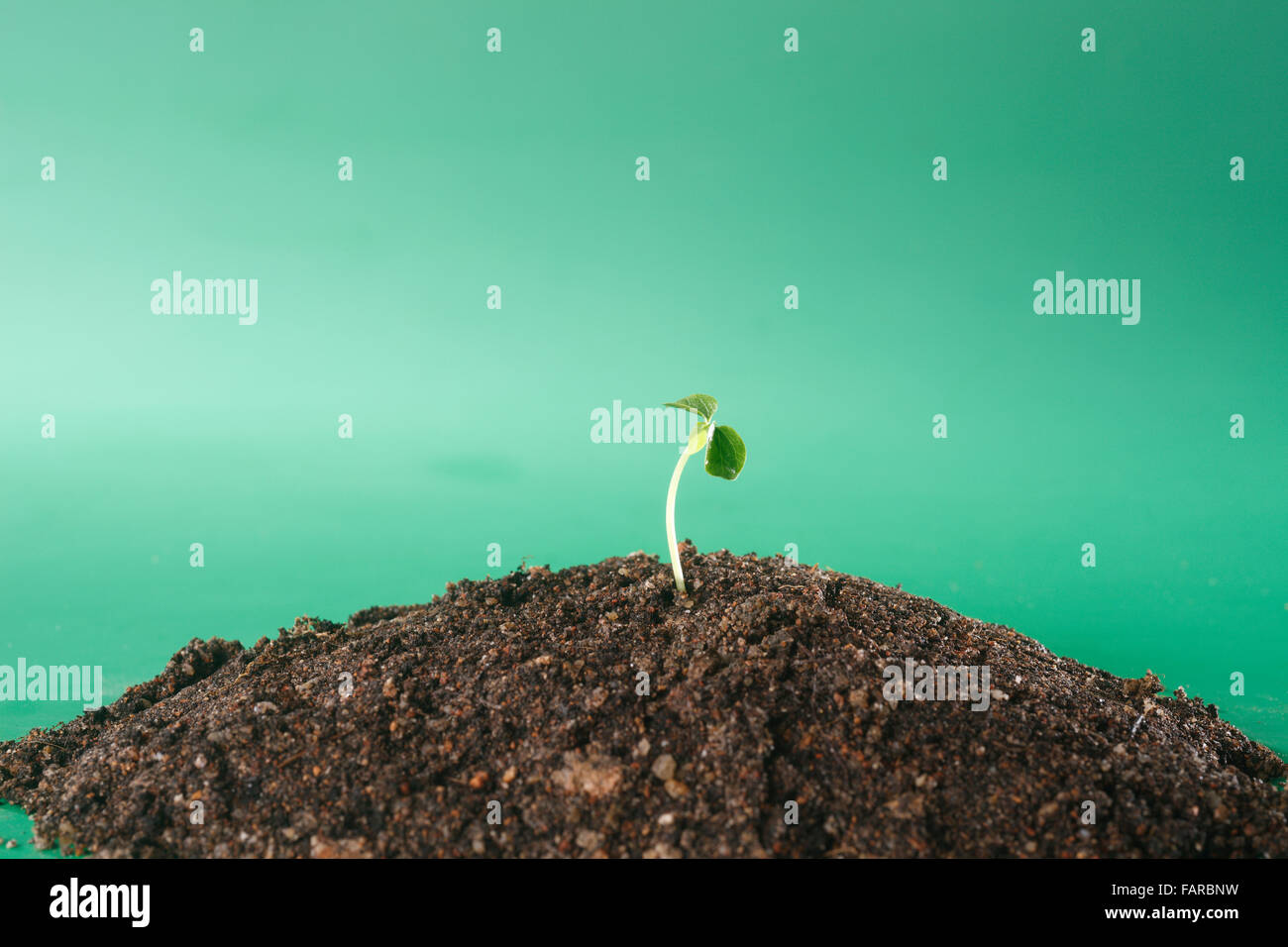 stock image of the small plant growing Stock Photo