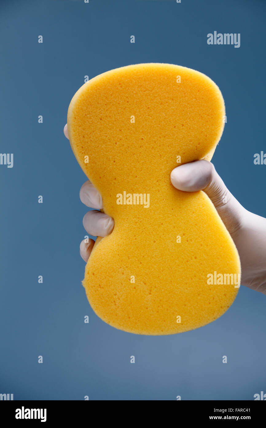 Hand with white protective rubber glove holding a yellow sponge Stock ...