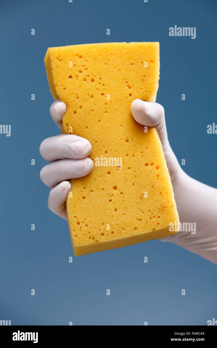 Hand with white protective rubber glove holding a yellow sponge Stock ...