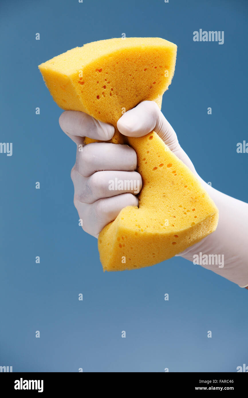Hand with white protective rubber glove holding a yellow sponge Stock ...