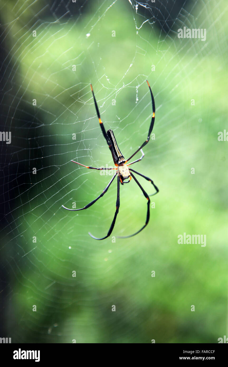 It's a photo of a big spider on its spiderweb. Stock Photo