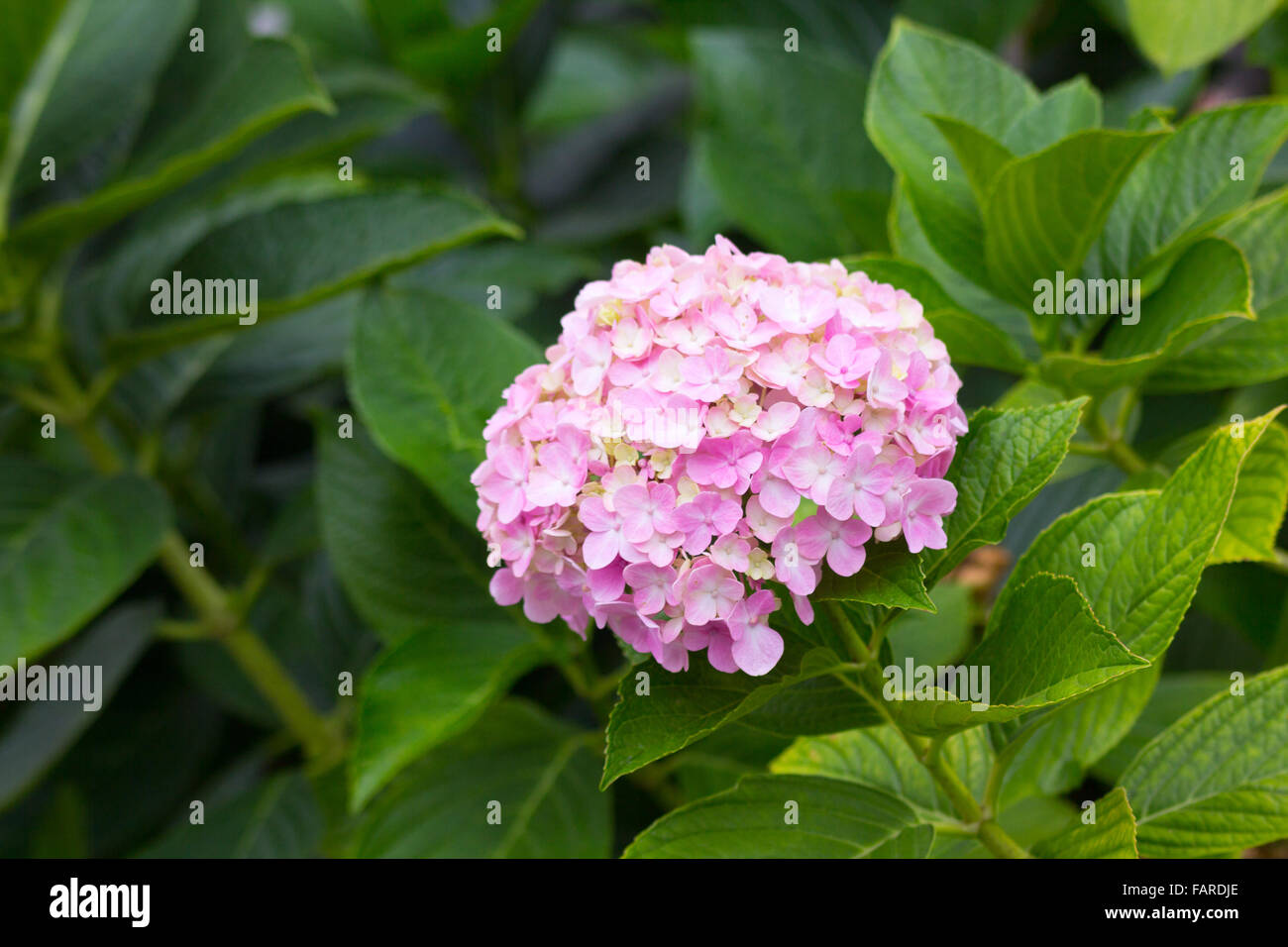 Many flower petals in pink Stock Photo