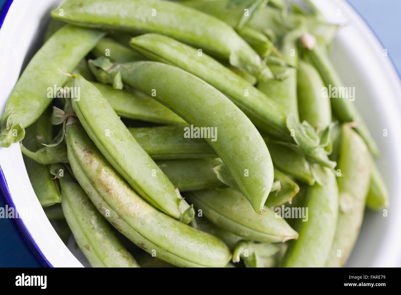 Pisum sativum var. macrocarpon. Freshly picked sugar snap peas in an enamel colander. Stock Photo