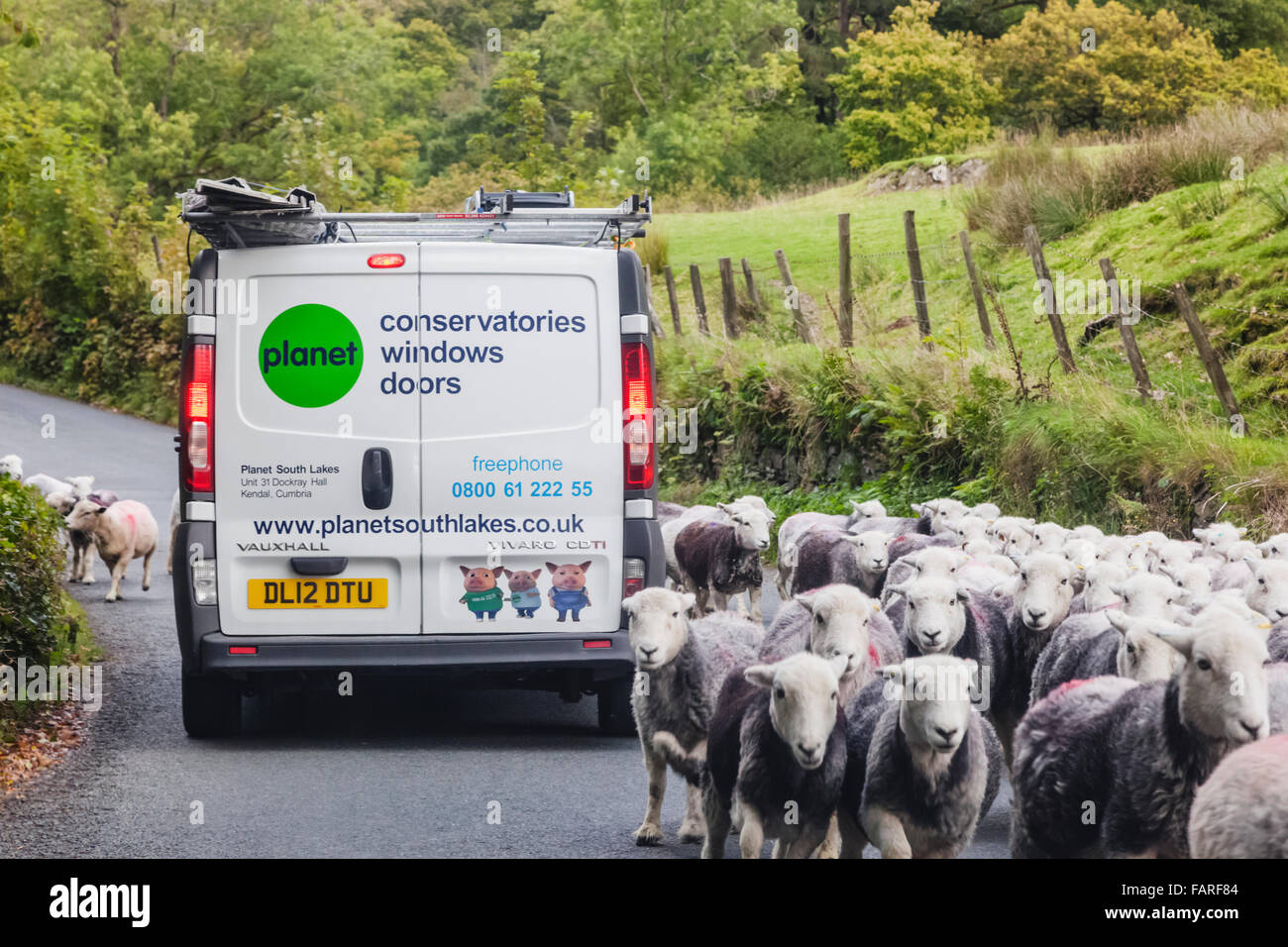 Road Traffic Sheep Near Hi res Stock Photography And Images Alamy