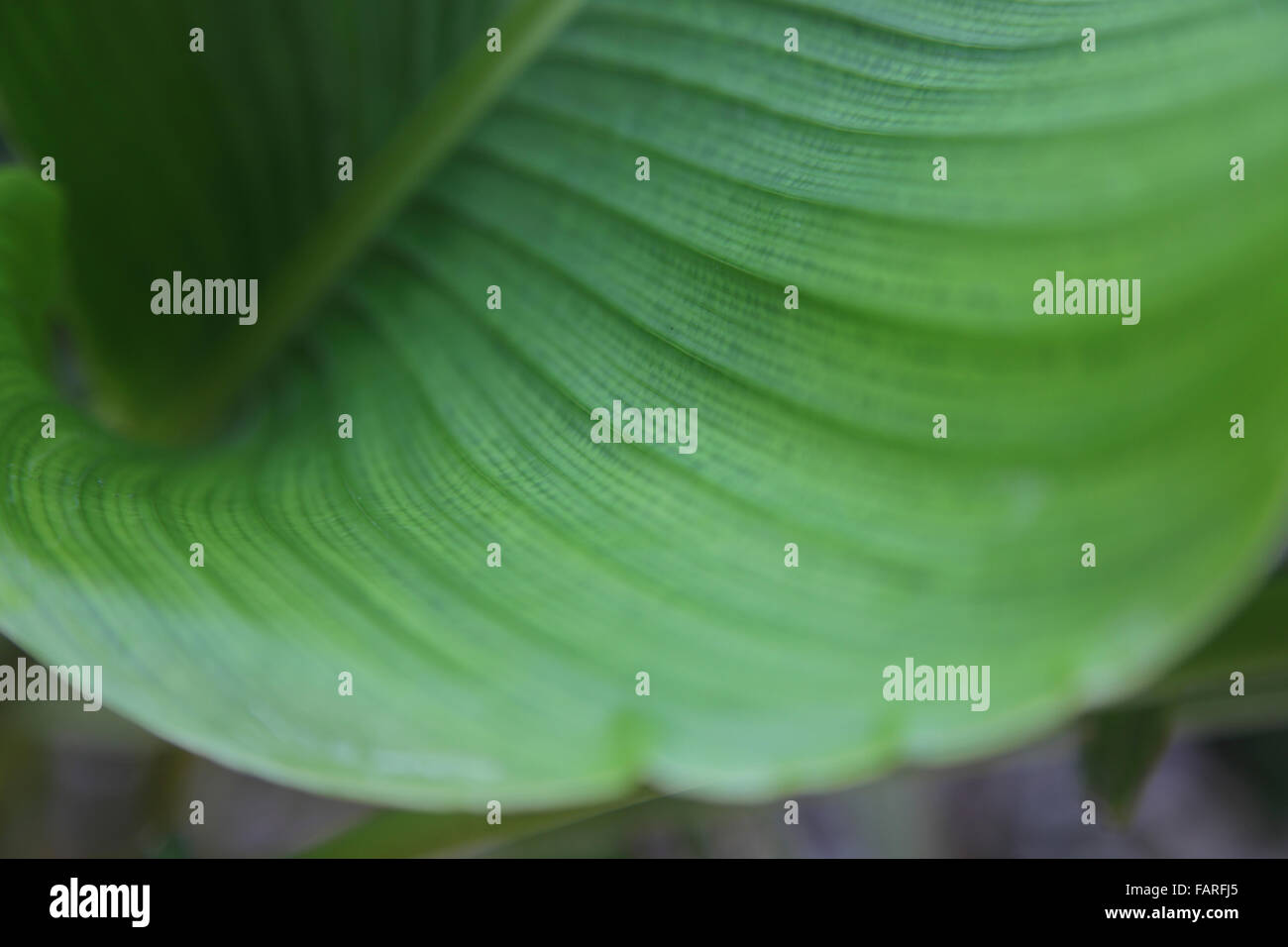 close up of green leaf veins Stock Photo - Alamy