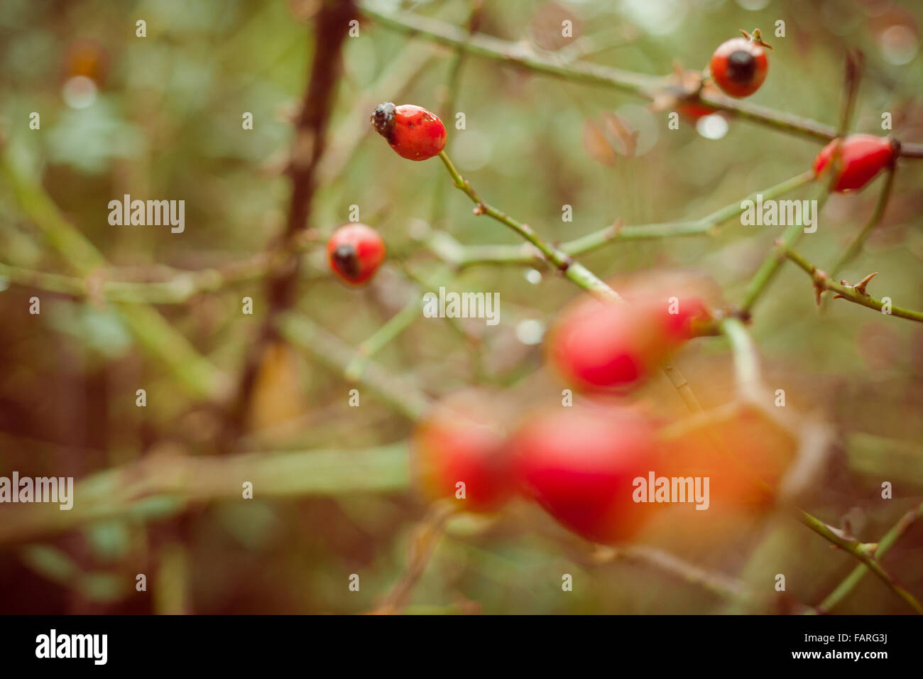 Hawthorn seeds hires stock photography and images Alamy