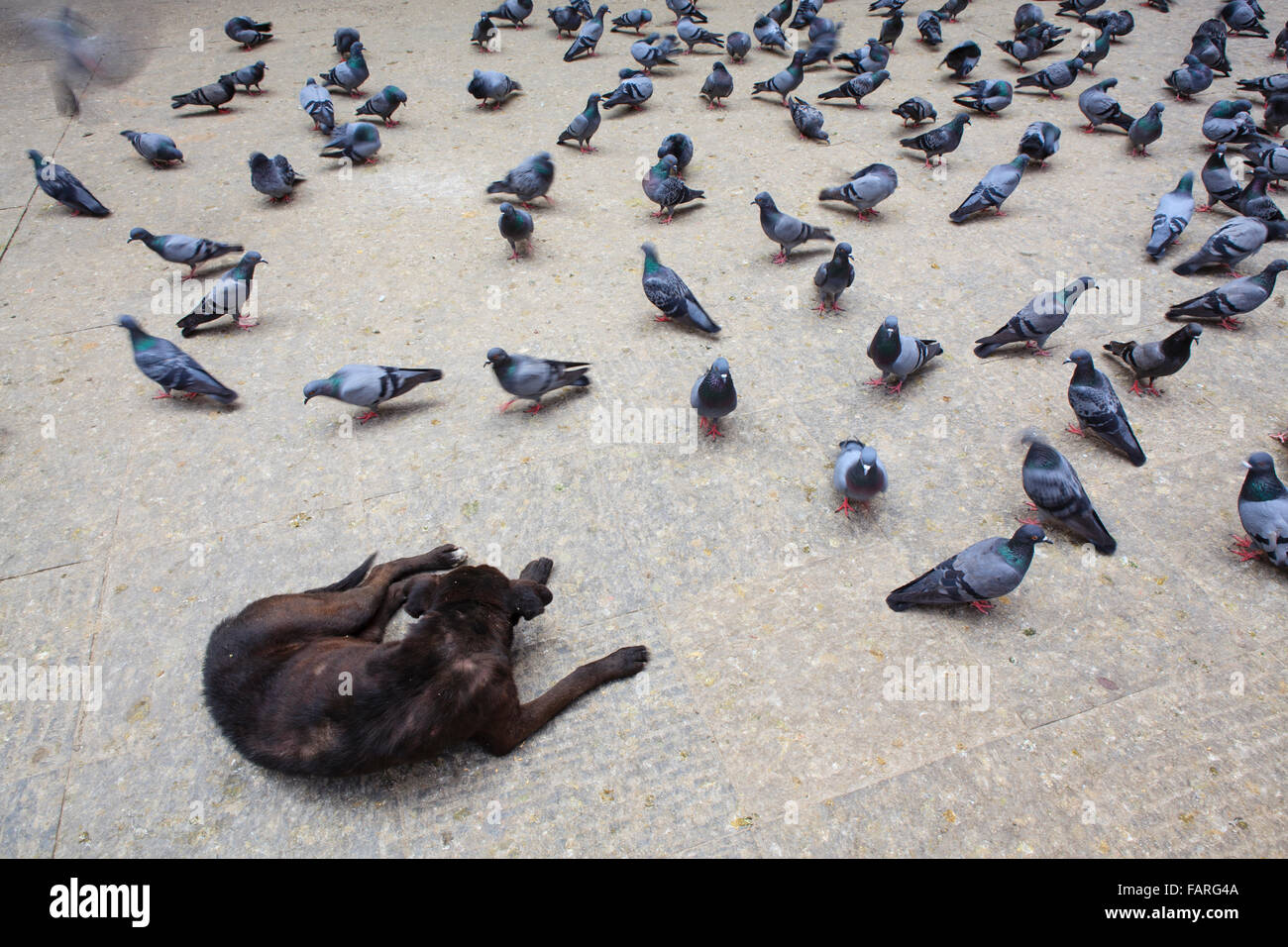 Black dog and pigeons in the street. Kathmandu. Nepal. Stock Photo
