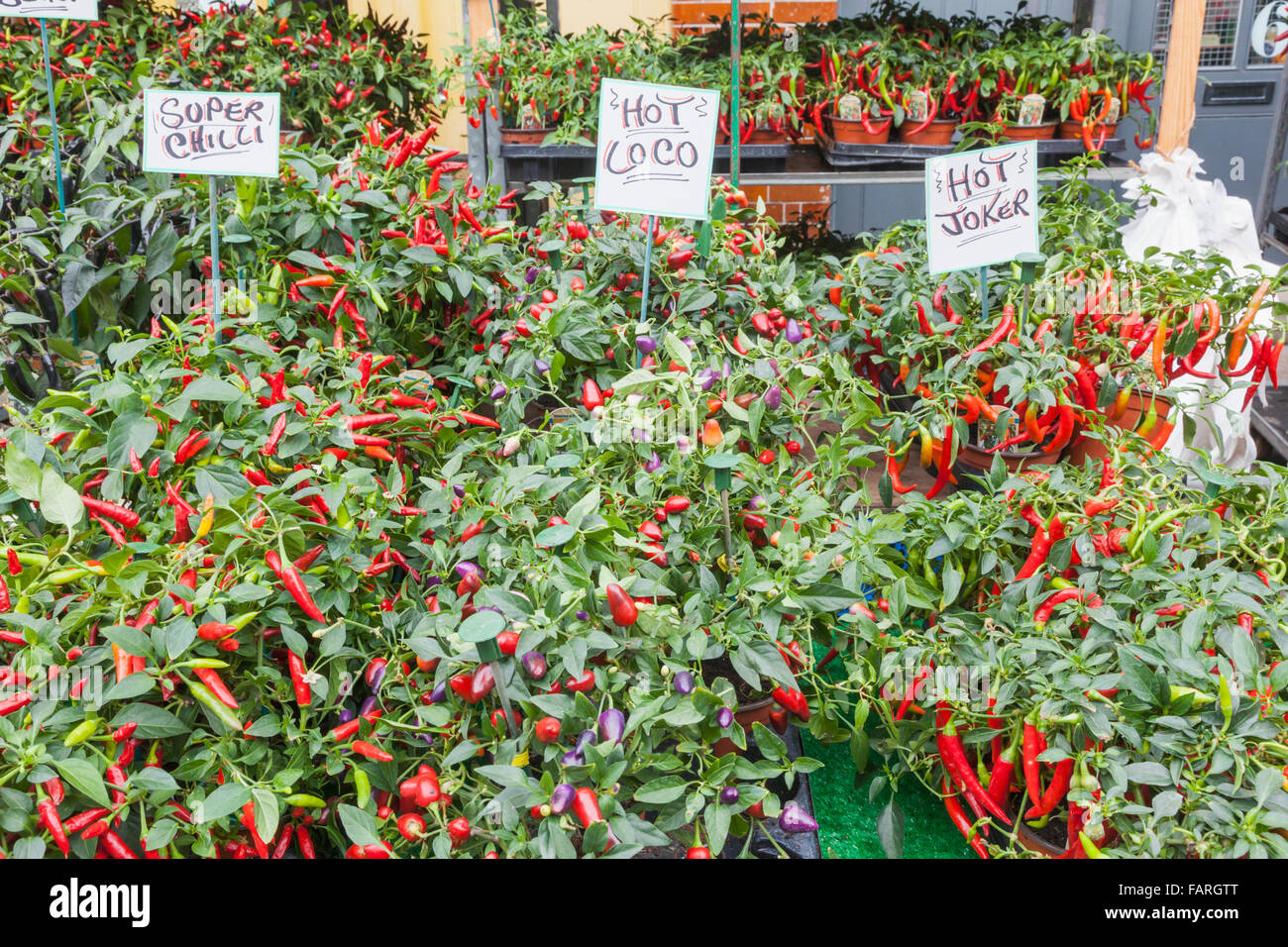 Chilli plants uk hires stock photography and images Alamy