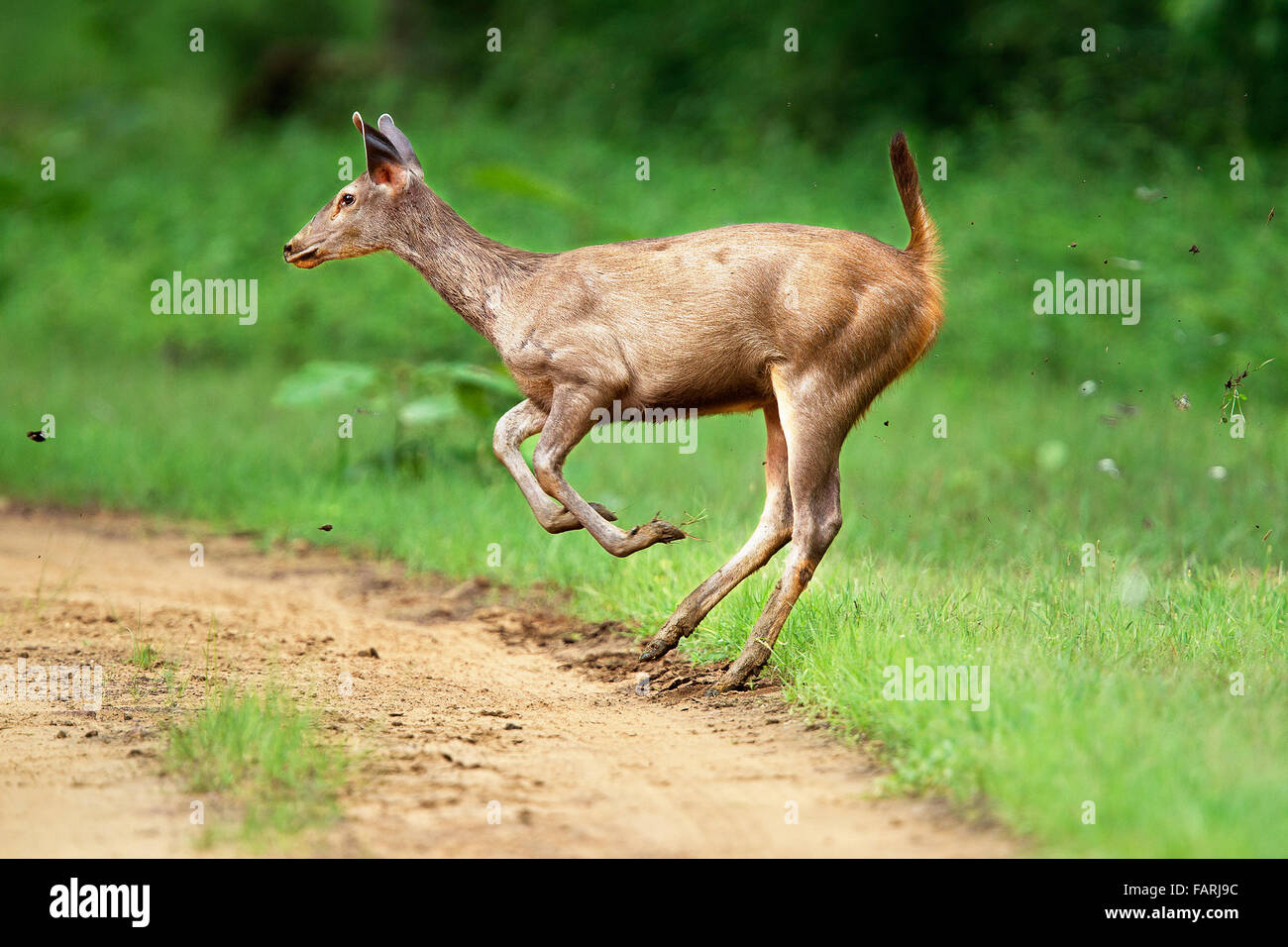Sambar Deer at Tadoba Andhari Tiger Reserve Stock Photo