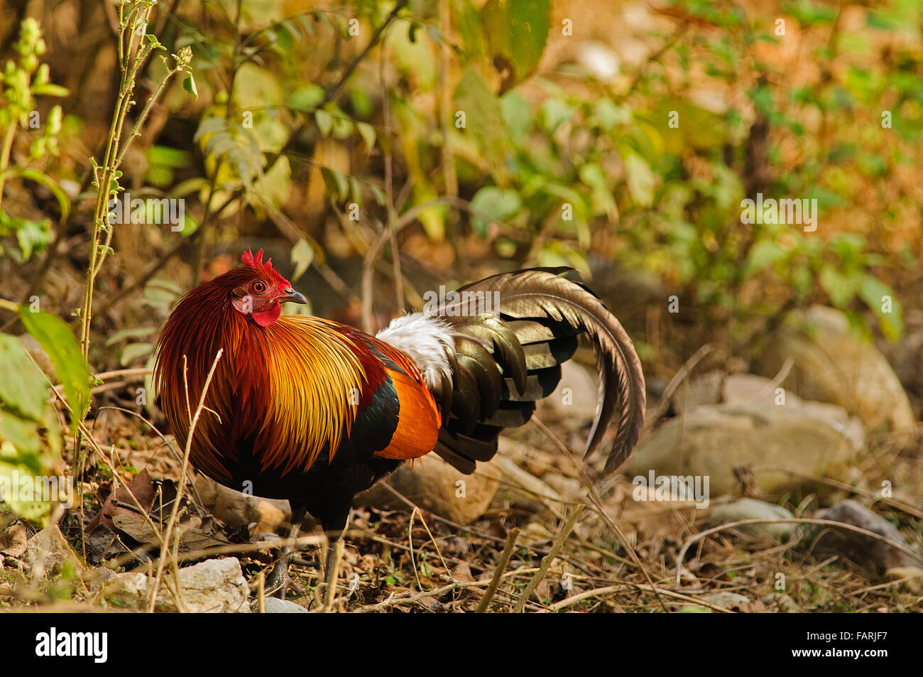 Red-Jungle Fowl in Corbett national Park Stock Photo