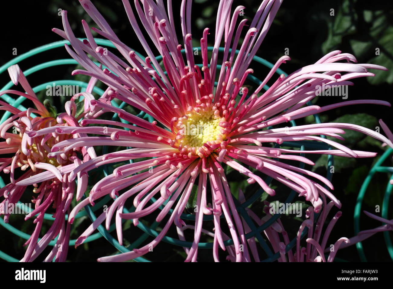 Full blooming Chrysanthemum flowers in the garden Stock Photo Alamy
