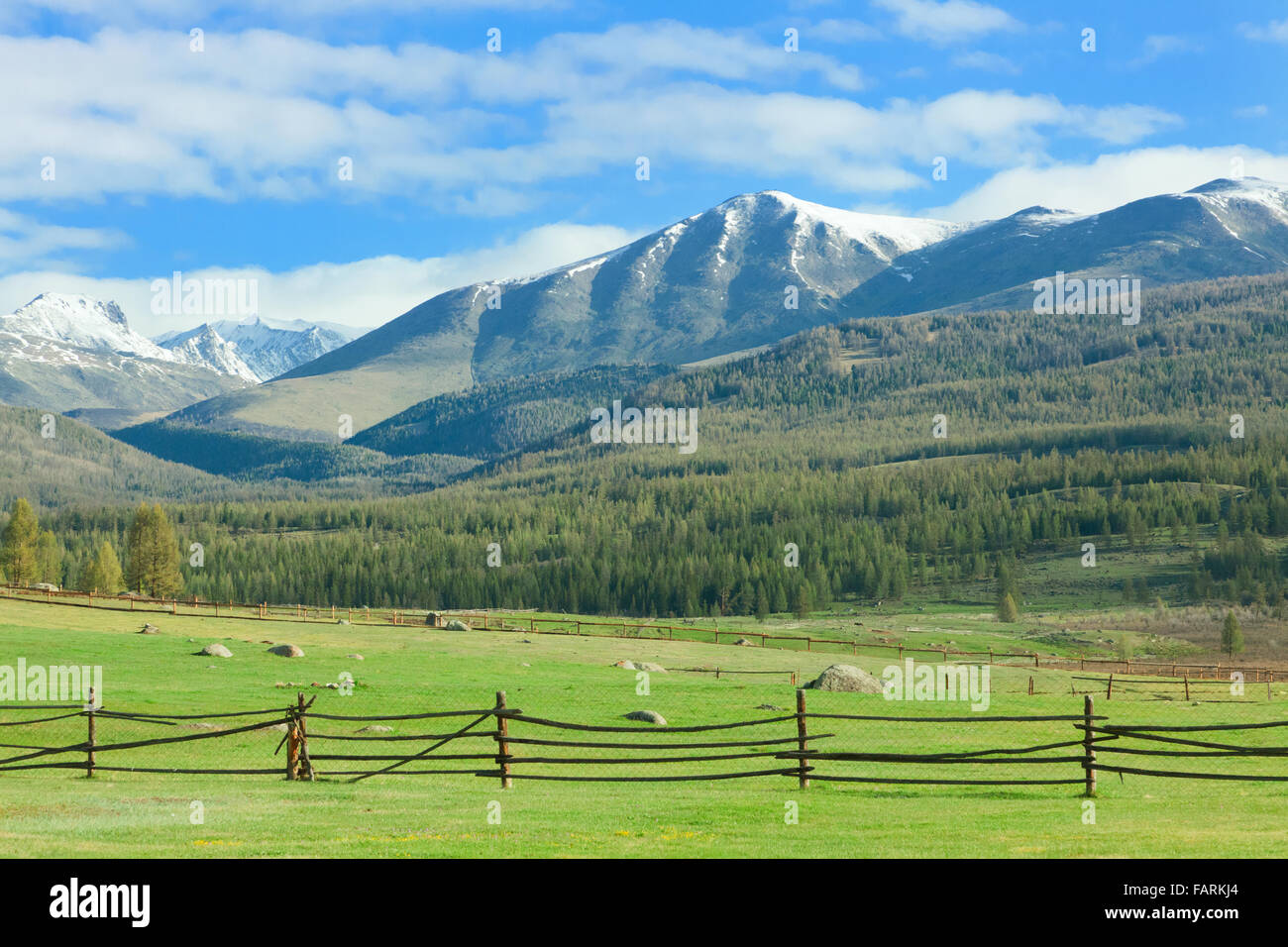 Alpine meadow in the high mountains in summer Stock Photo - Alamy
