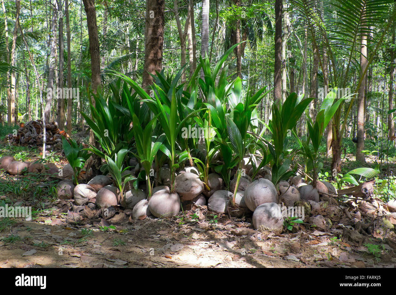 Young coconut palm tree sprout hires stock photography and images Alamy