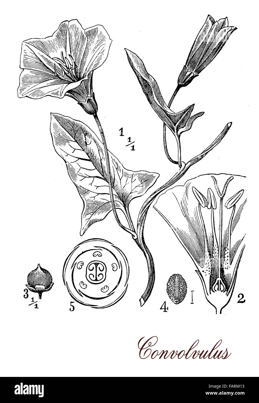 Vintage print describing convolvulus flowering plant botanical morphology:  leaves spirally arranged and trumpet-shaped flowers Stock Photo