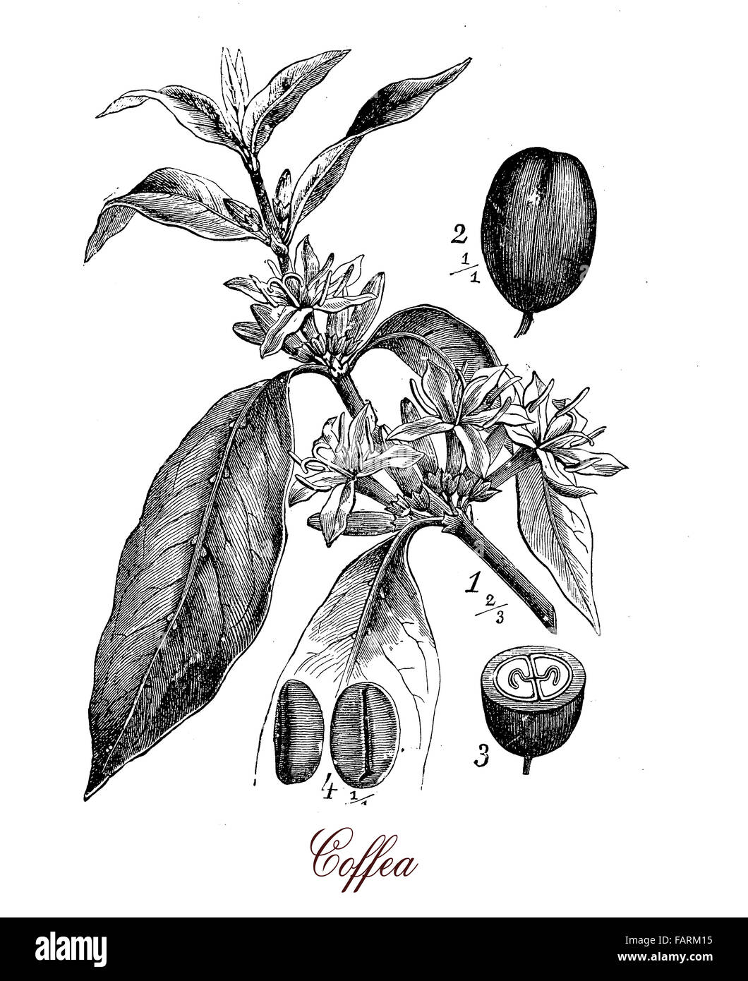Vintage print describing Coffea (coffee plant)  botanical morphology:  leaves, flowers and berries containing 2 coffee beans each. Stock Photo