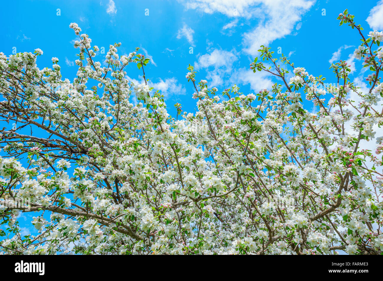 Branches of the apple tree in the garden of the village Stock Photo - Alamy