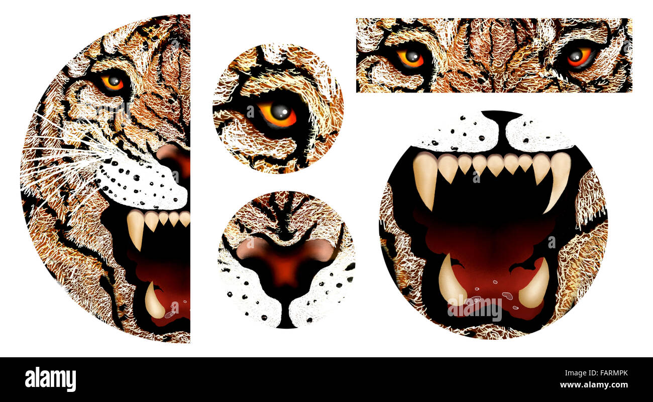 Hand Drawing of Tiger Tooth, Tige Eye, Tiger Nose and Tiger Face into A  Semicircle Design Stock Photo - Alamy