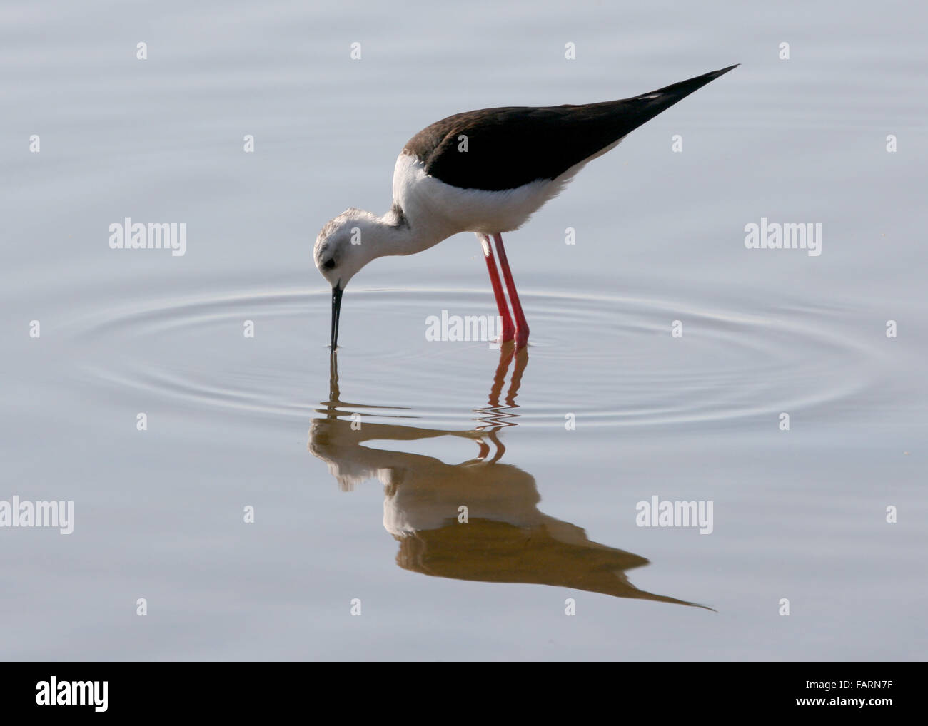 Black Winged Stilt (Himantopus Himantopus) Reflection and Ripples India Stock Photo