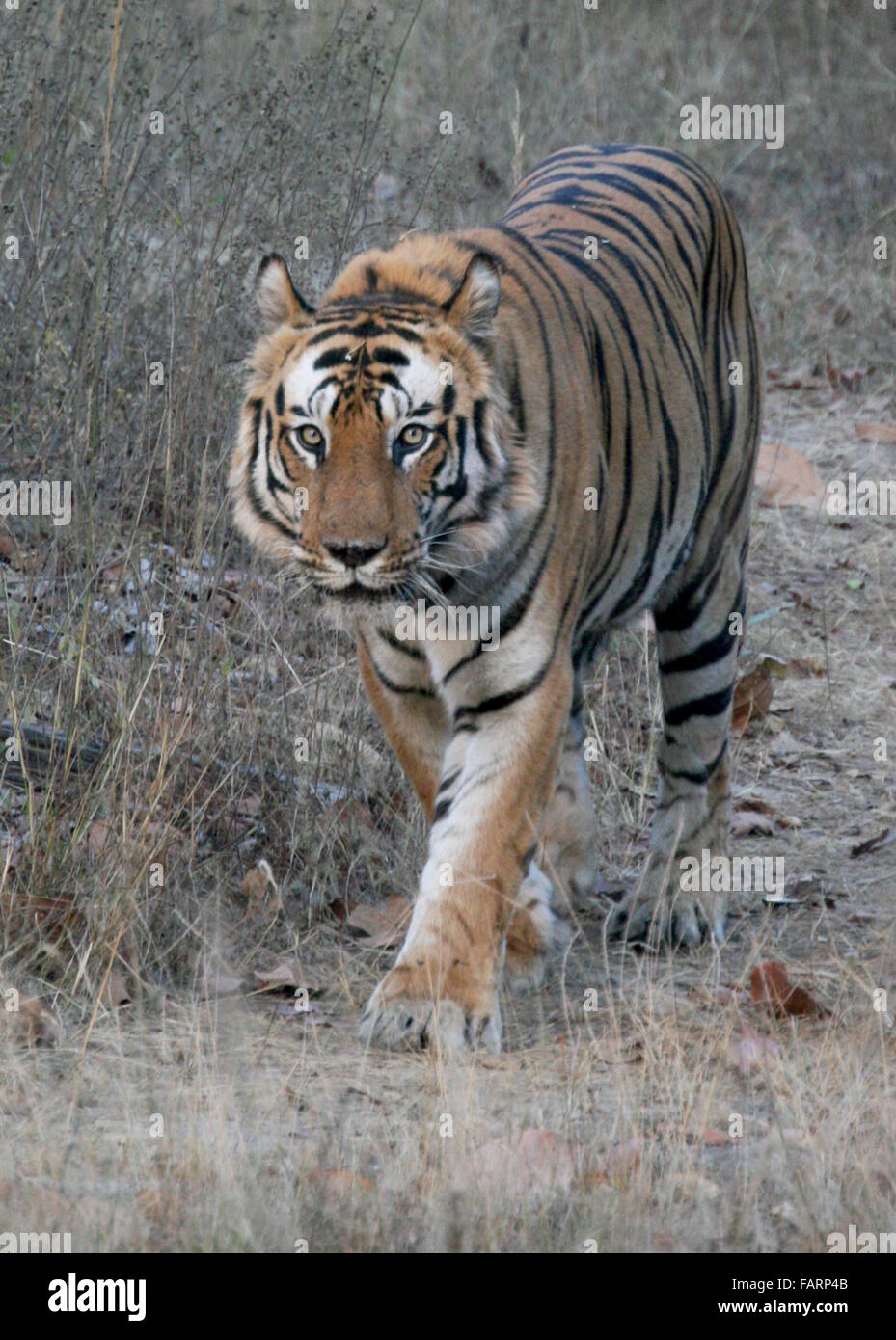 Tiger B2 Bandhavgarh Tiger Reserve India Stock Photo