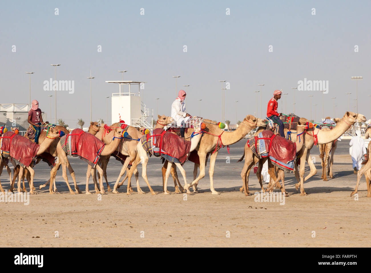 Race camels in Doha, Qatar Stock Photo Alamy