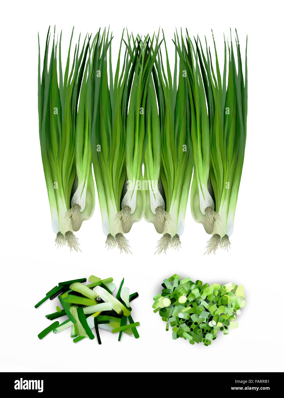 Hand Drawing of Fresh of Slices and Diced Green Scallions (Spring