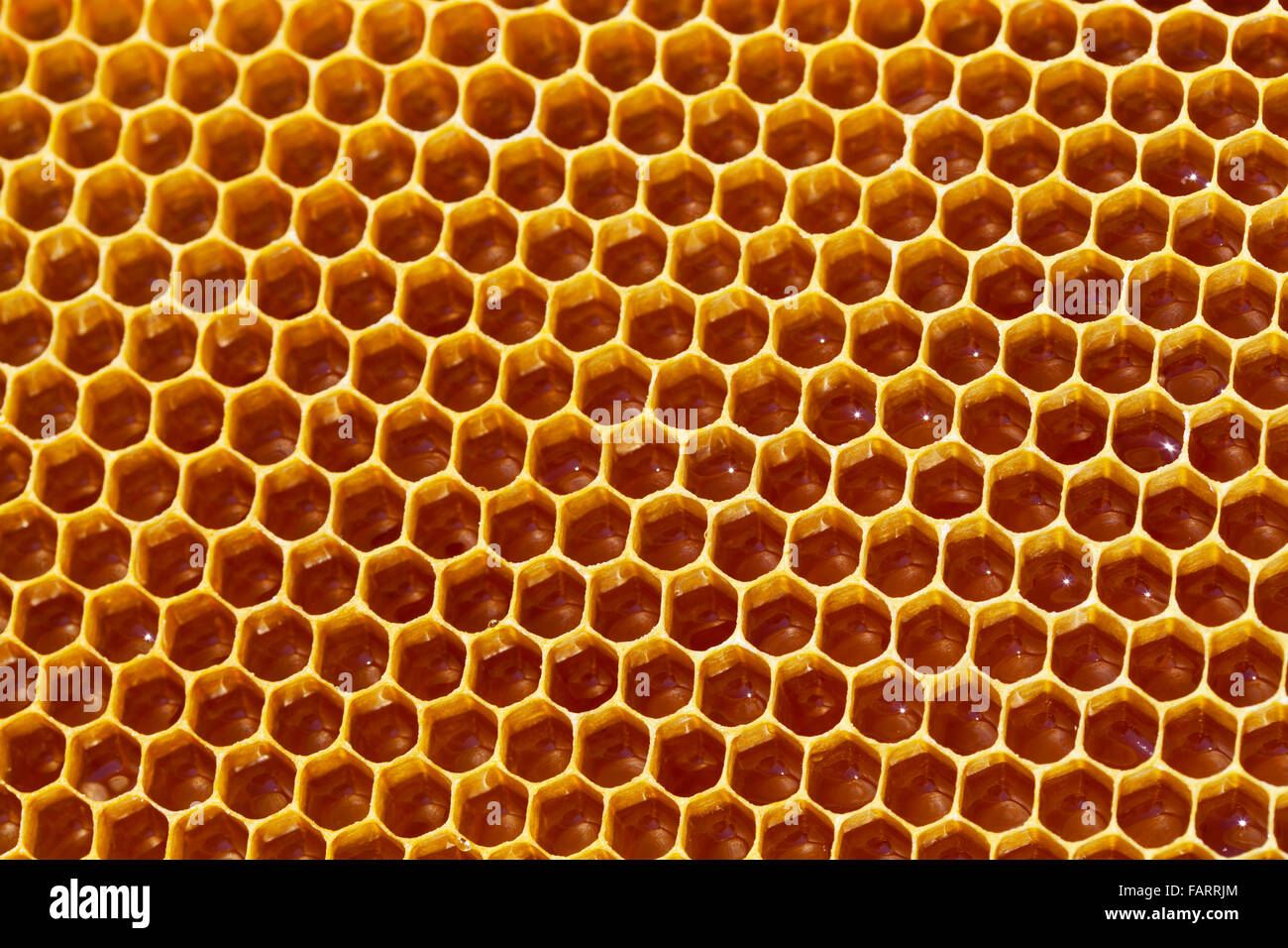Bee honeycombs with honey close up, a natural background Stock Photo