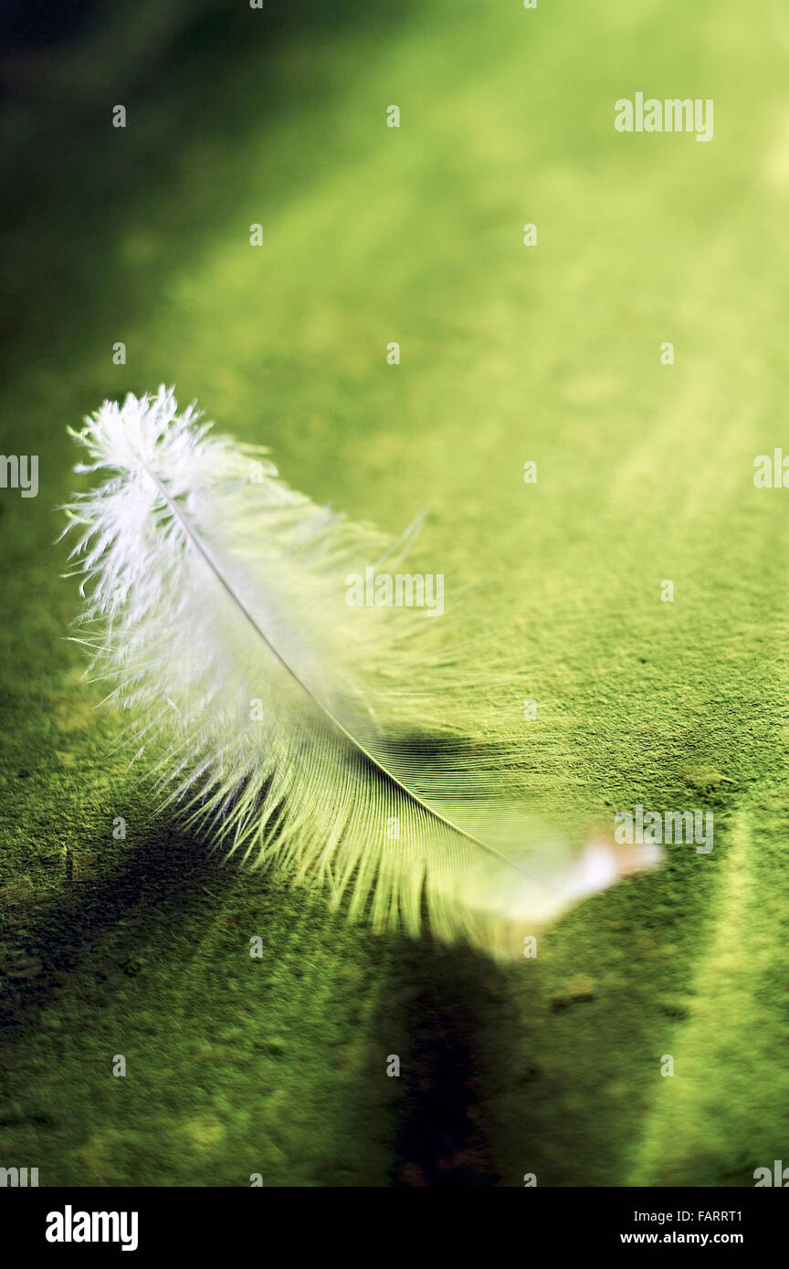 Beautyful perfect white lightwight birds feather. Stock Photo