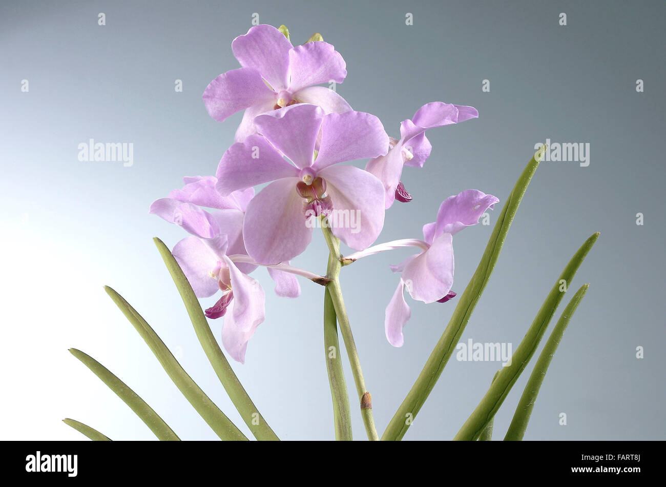 Pink orchid isolated on white Stock Photo - Alamy