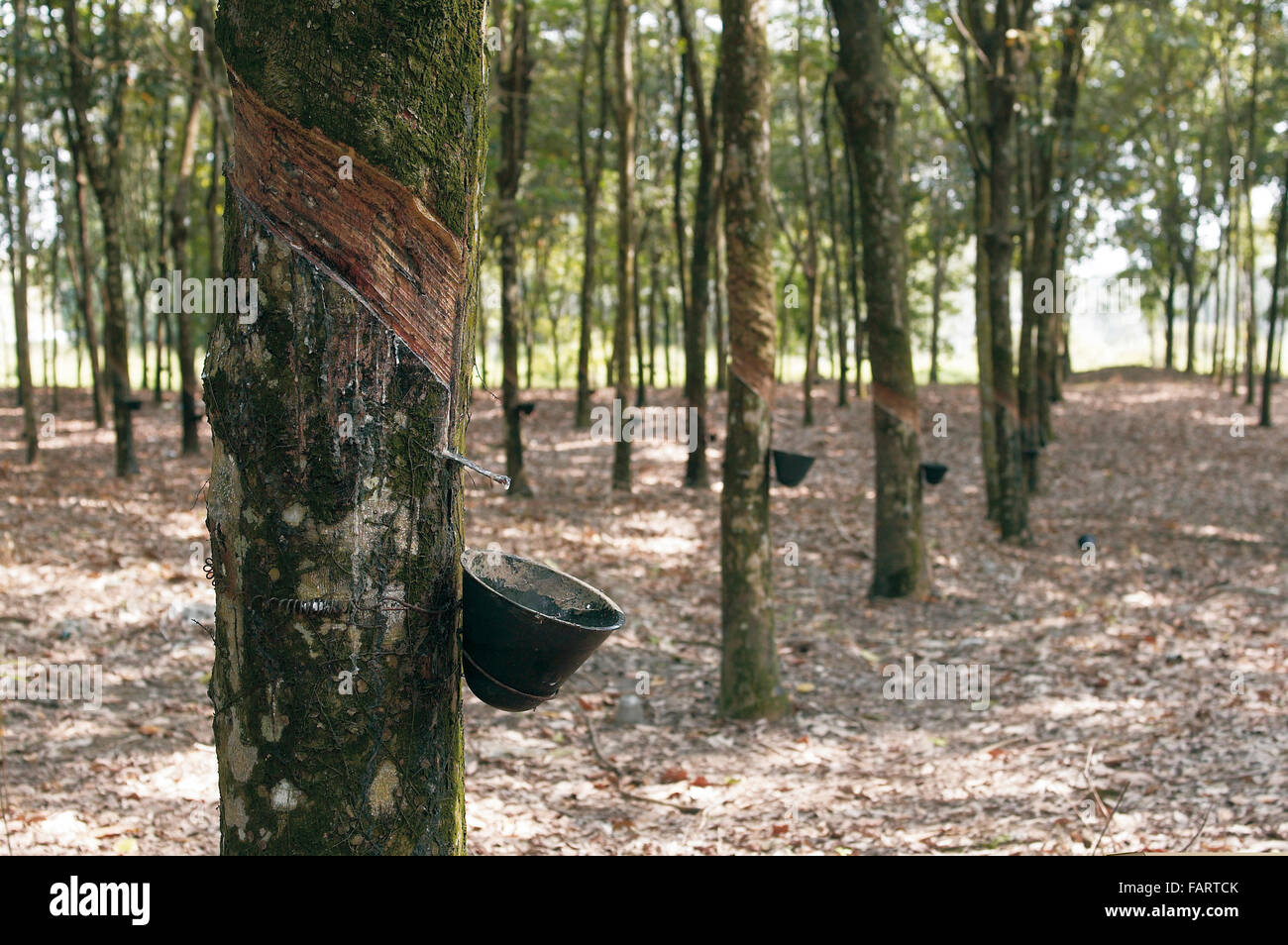 Rubber tree rainforest hires stock photography and images Alamy