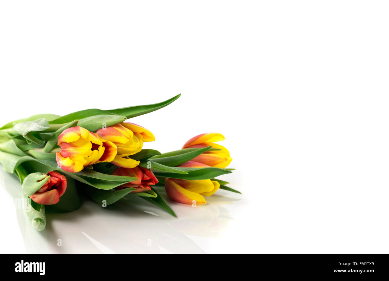 red and white tulips isolated on white background Stock Photo - Alamy