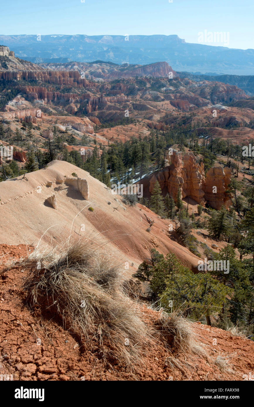Bryce Canyon National Park, Utah, USA. Elevated view over the canyon floor. Stock Photo