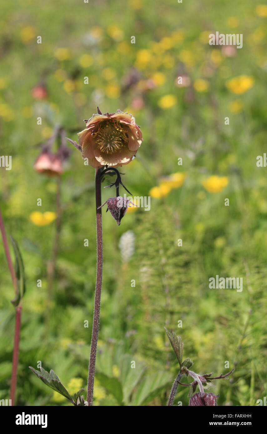 Water Avens geum rivale Stock Photo