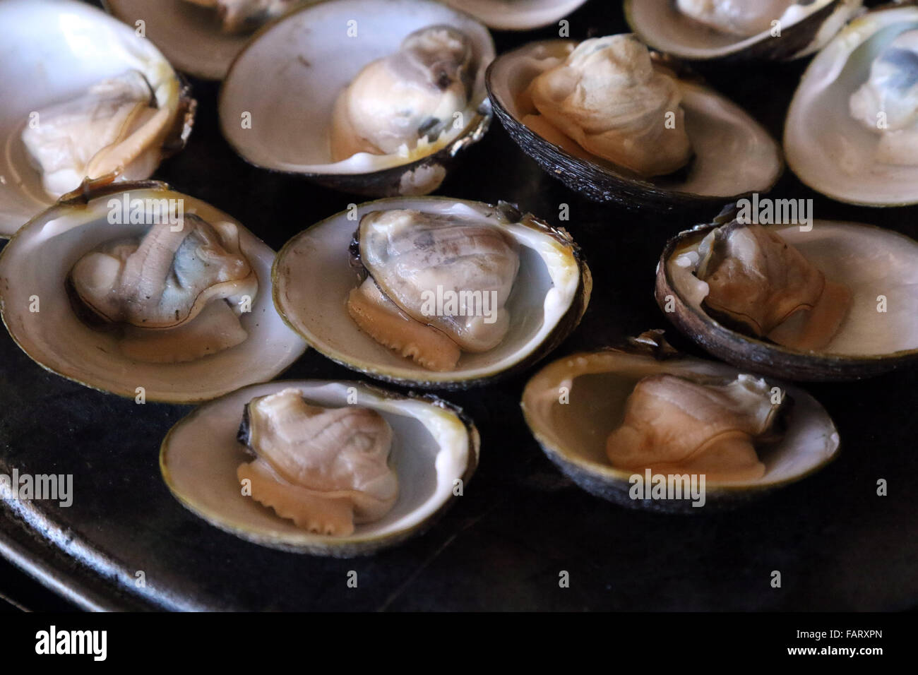 fresh clams caught under coconut palm river clam Stock Photo Alamy