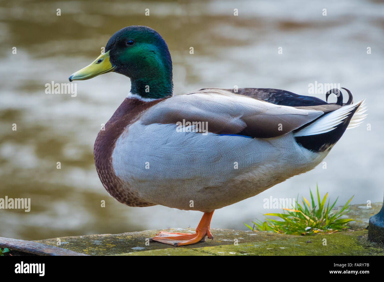 A male Mallard Duck, sitting by the River severn Stock Photo