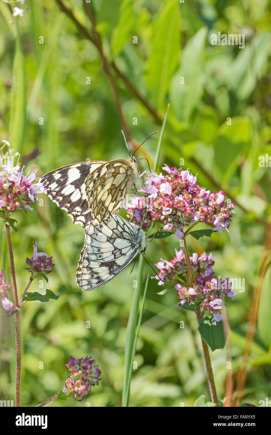 Marbled white butterflies mating - Stock Image - C021/8048 - Science Photo  Library