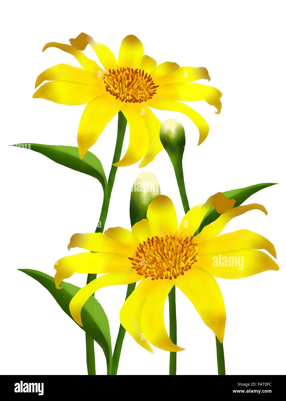 Hand Drawing, The Bright and Beautiful Yellow Colors of Mexican Sunflowers or Tithonia Rotundifolia Flowers Stock Photo